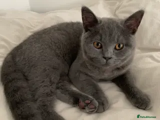 British Shorthair cats British Shorthair Blue Kittens 💛 Raised with Love - Advert 4