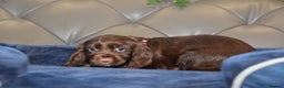 Cocker Spaniel dogs for sale: Kc Reg Health Tested Cocker Spaniel Puppies - Advert 24