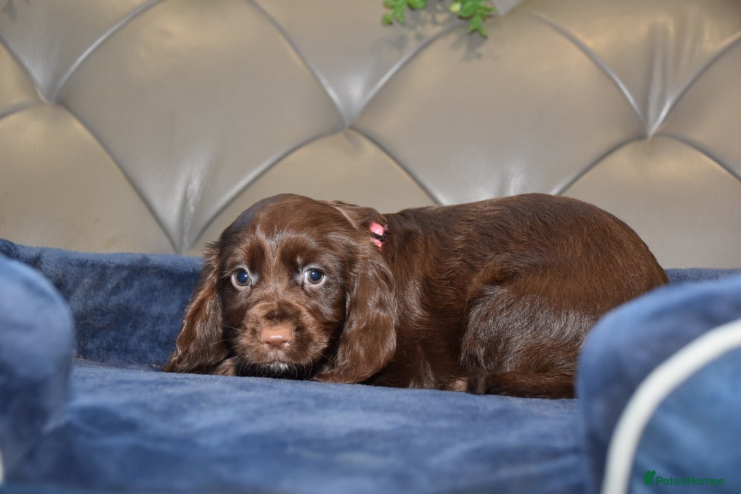Cocker Spaniel dogs for sale: Kc Reg Health Tested Cocker Spaniel Puppies - Advert 24
