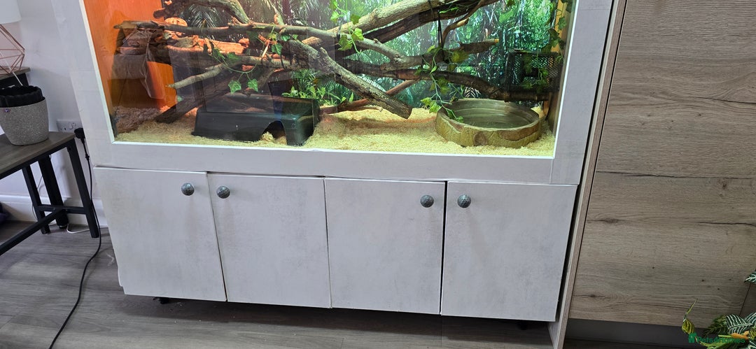 Boa Snake reptiles for sale: Large Snake Vivarium Setup + 2 Boa Constrictors - Advert 22