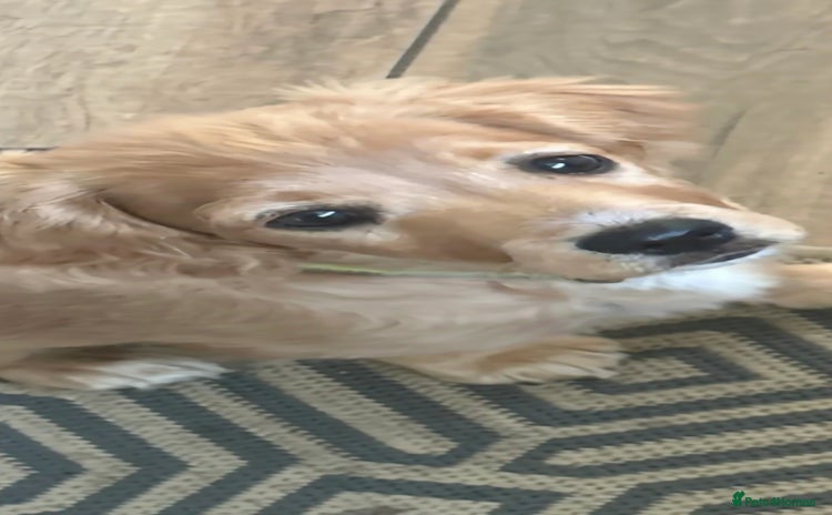 Cavapoo dogs - Advert 1