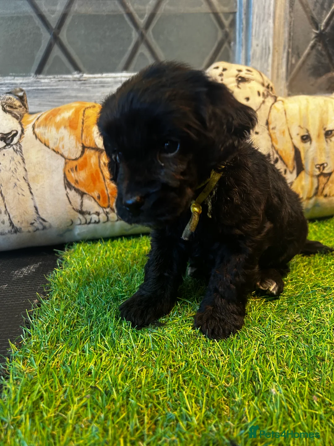 Cockapoo dogs for sale:  Northampton Cockapoos. Adorable F1 puppies - Advert 4
