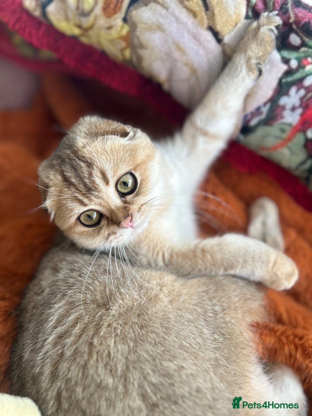 Scottish Fold cats for sale: Gold Chinchilla Scottish fold baby’s  - Image 36