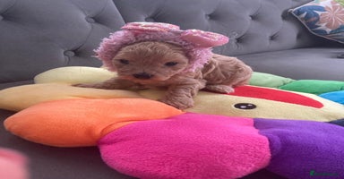 Maltipoo dogs - Advert 1