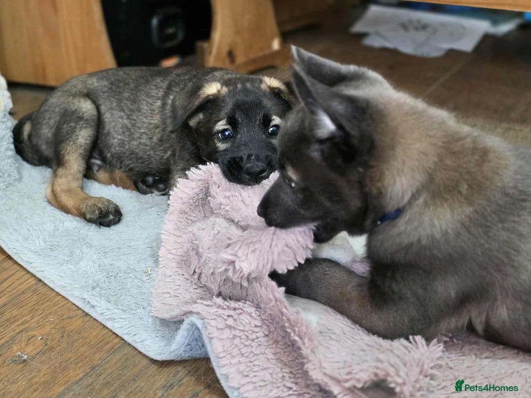 Mixed Breed dogs for sale: Belgian malinois x German shepherd puppies - Image 26
