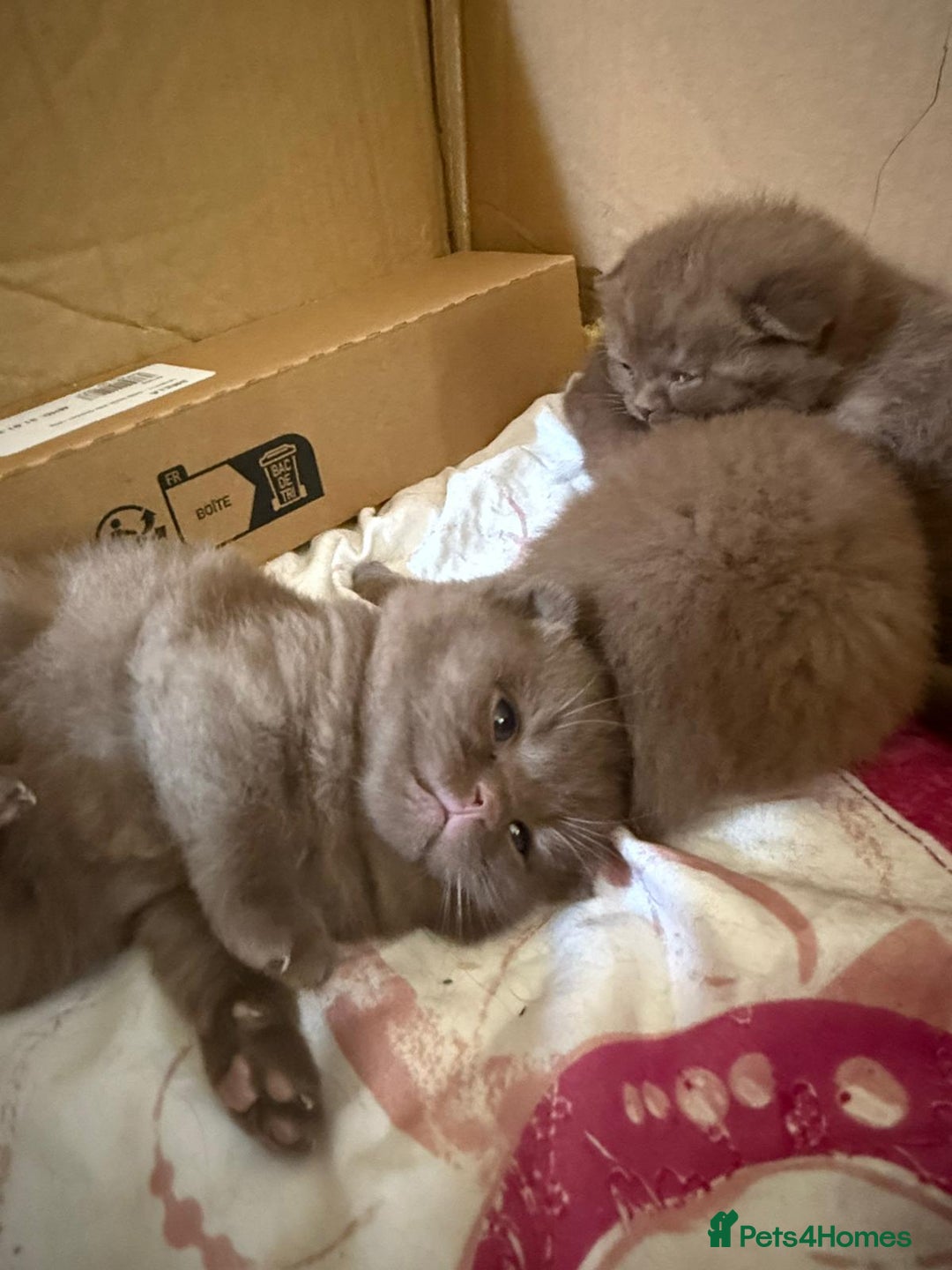 British Shorthair cats for sale: Pure British short hair kittens  - Image 8
