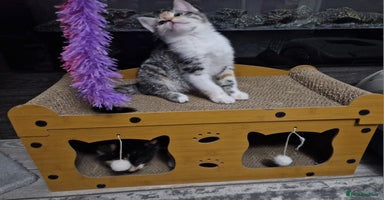 Mixed Breed cats - Advert 4