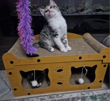 Mixed Breed cats - Advert 13