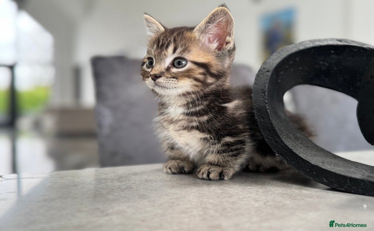 Munchkin cats - Advert 4