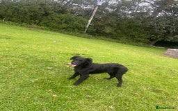 Goldador dogs for sale: Shep  - Image 9