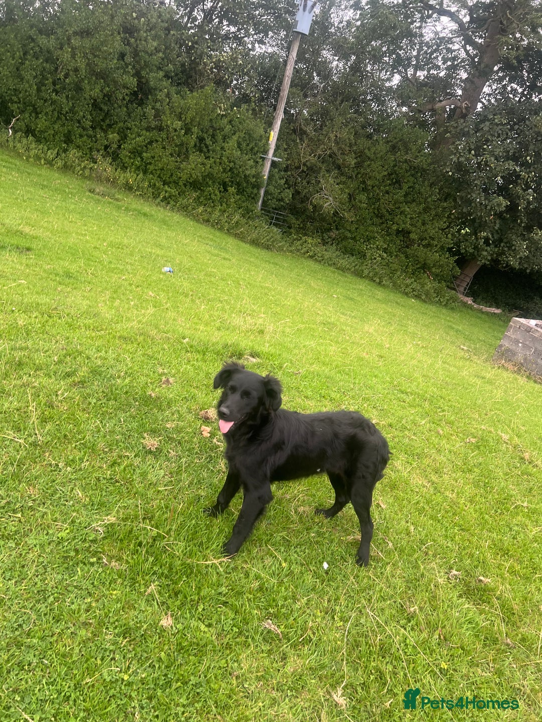 Goldador dogs for sale: Shep  - Image 9