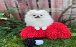 Pomeranian dogs for sale: White and Orange Pomeranian Boys in London - Image 13