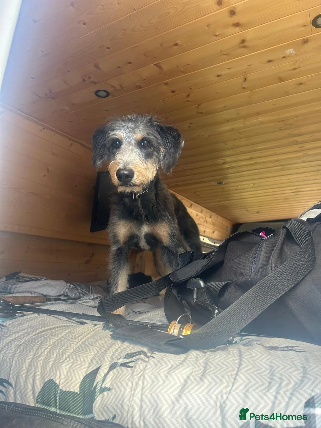 Mixed Breed dogs for sale: Bedlington terrier/collie whippet mix  - Advert 18