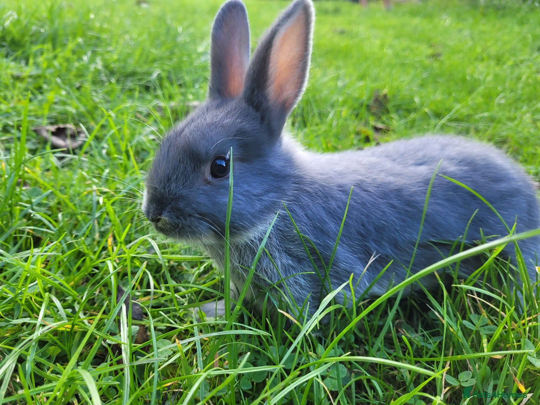 English Lop rabbits for sale: Baby Rabbits 9 available  - Image 4