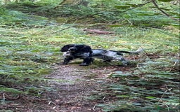 Cocker Spaniel dogs for sale: Beautiful cocker spaniel puppies  - Image 13