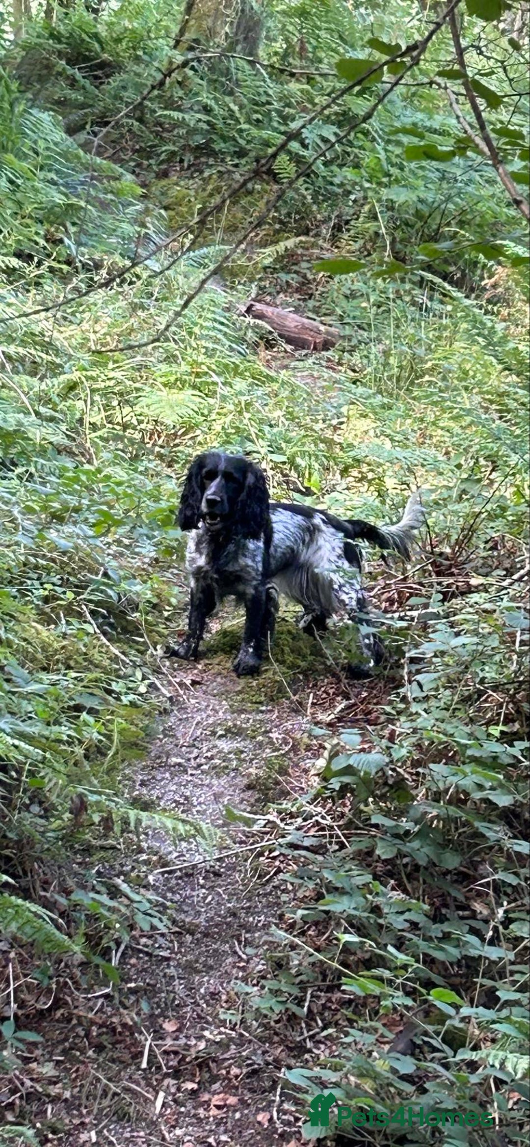 Cocker Spaniel dogs for sale: Beautiful cocker spaniel puppies  - Image 13