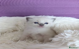 Ragdoll cats for sale: Adorable Ragdoll kittens - Image 23