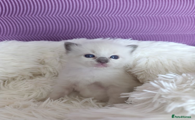 Ragdoll cats - Advert 15