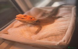 Bearded Dragon reptiles for sale: Female Bearded Dragon with full set up  - Image 2