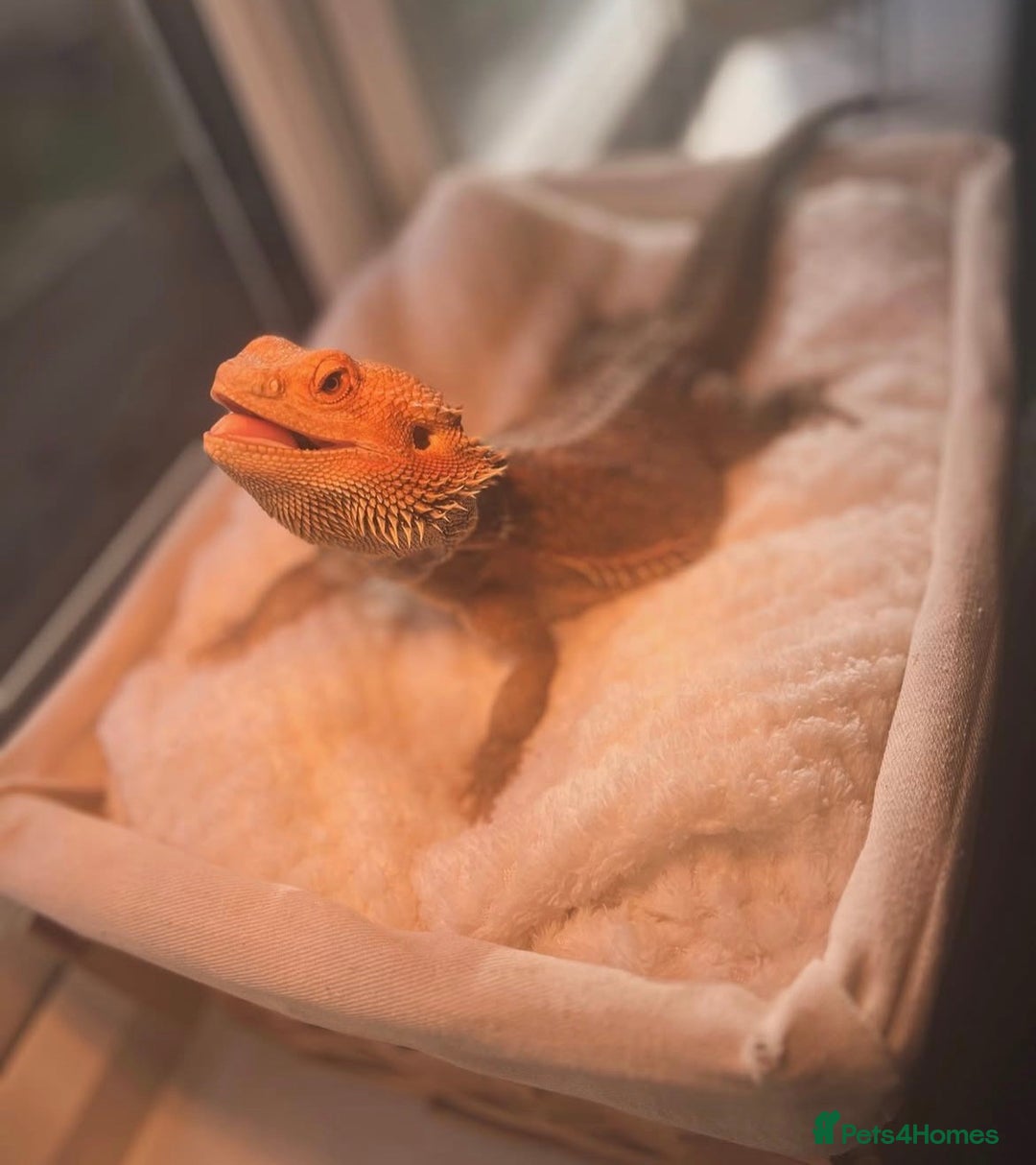 Bearded Dragon reptiles for sale: Female Bearded Dragon with full set up  - Image 2