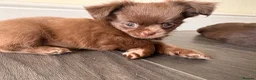 Chihuahua dogs for sale: Tiny chihuahua puppies  - Advert 3