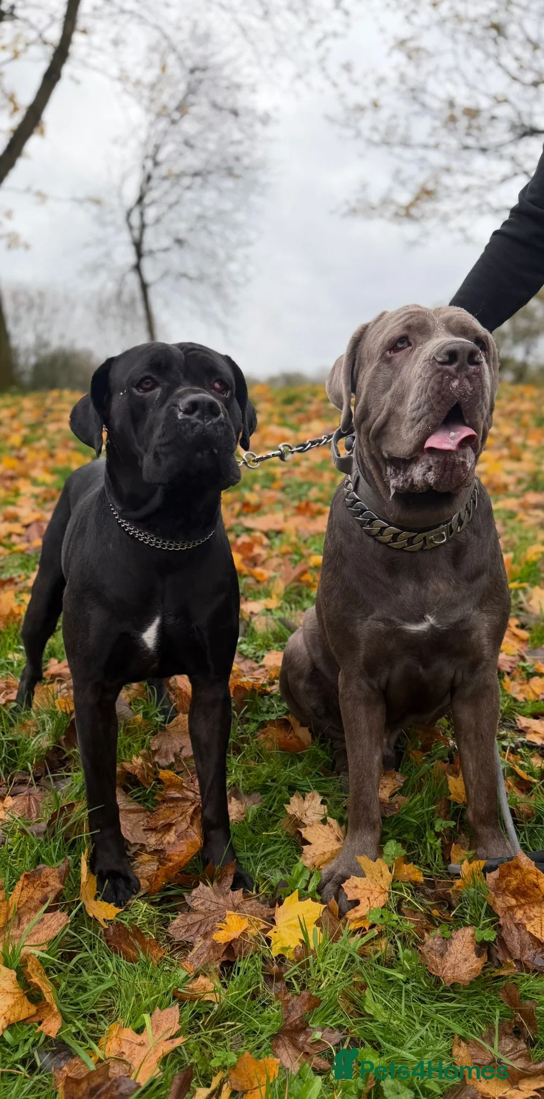 Cane Corso dogs for sale: Cane corso puppies  - Advert 9
