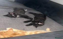Maine Coon cats for sale: Maine coon boys - Image 1