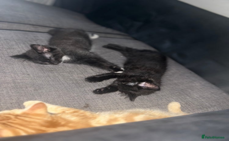 Maine Coon cats - Advert 7