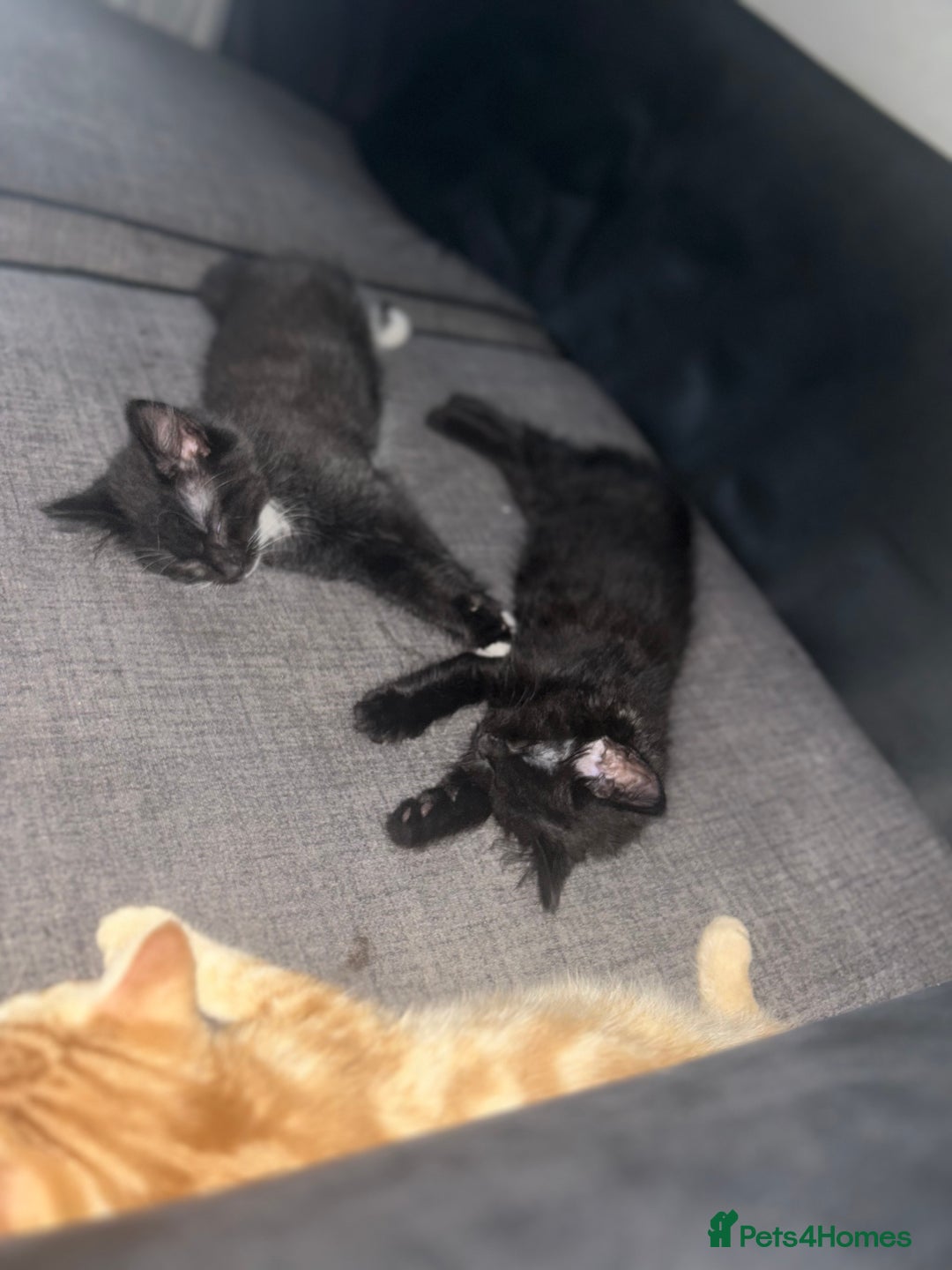 Maine Coon cats for sale: Maine coon boys - Image 1