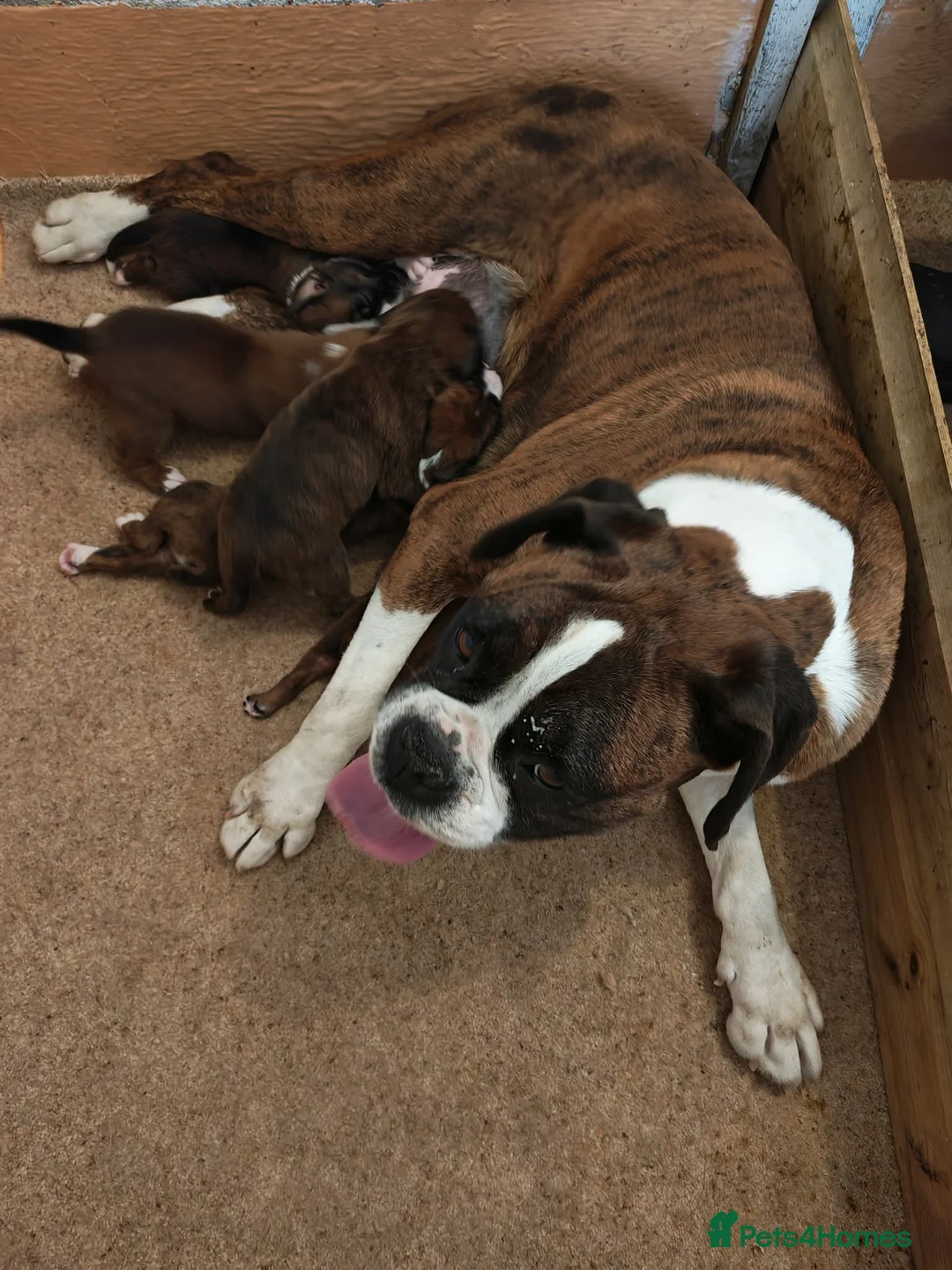 Boxer dogs for sale: Boxer puppies in Leicester - Advert 1