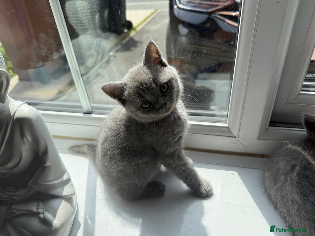 British Shorthair cats for sale: British shorthair kittens  - Image 9
