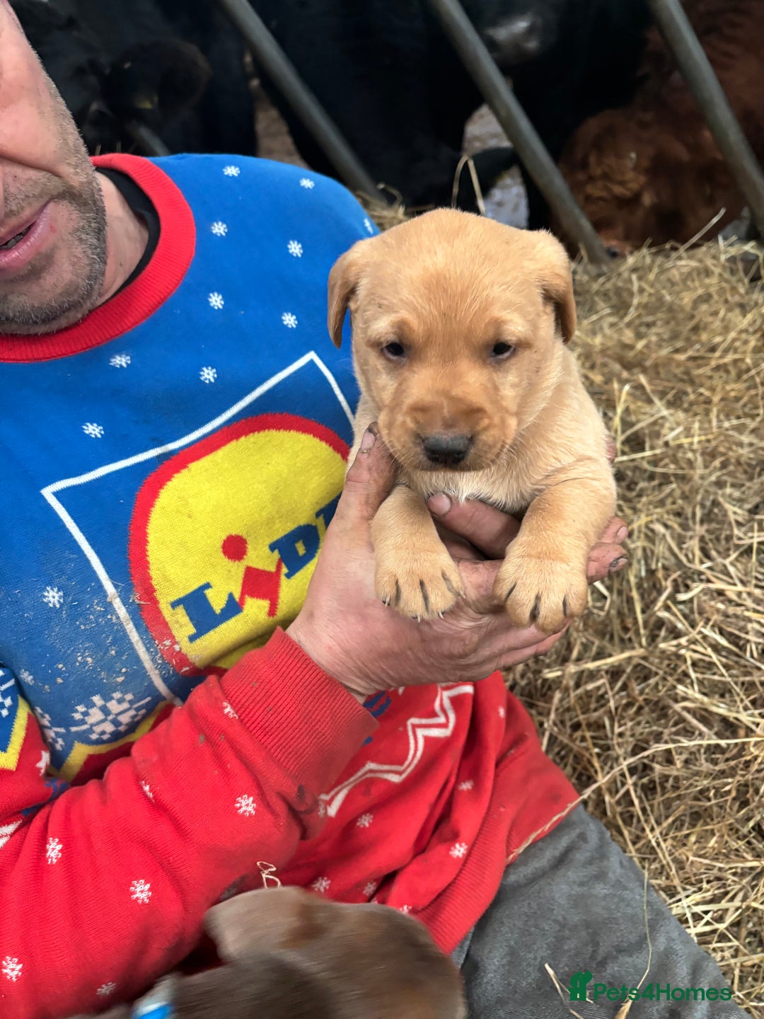 Labrador Retriever dogs for sale: Puppy Red fox labradors  - Advert 11