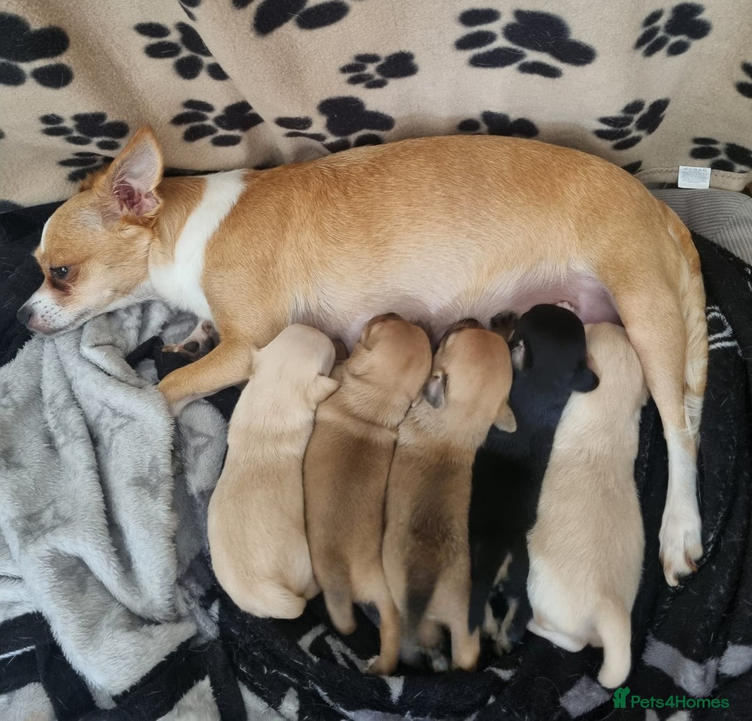 Chihuahua dogs for sale: Chihuahua  - Image 1