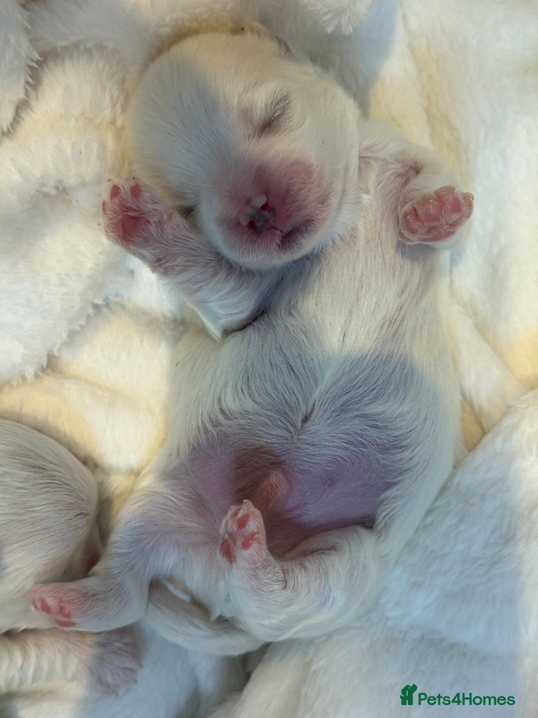 Maltese dogs for sale: Beautiful half Korean Kc reg Maltese  - Image 5