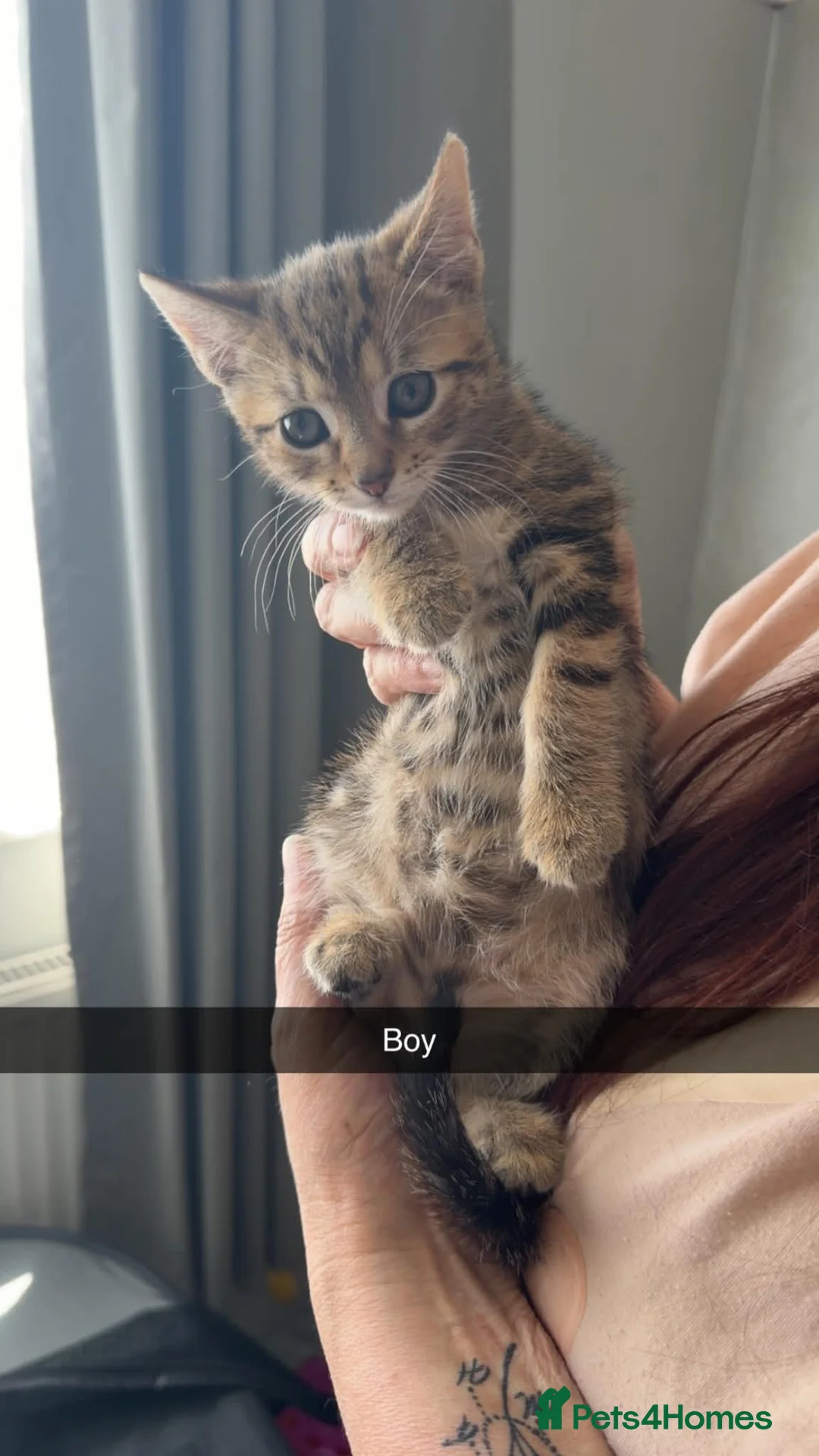 Mixed Breed cats for sale: Sarah newman in Braintree - Advert 2