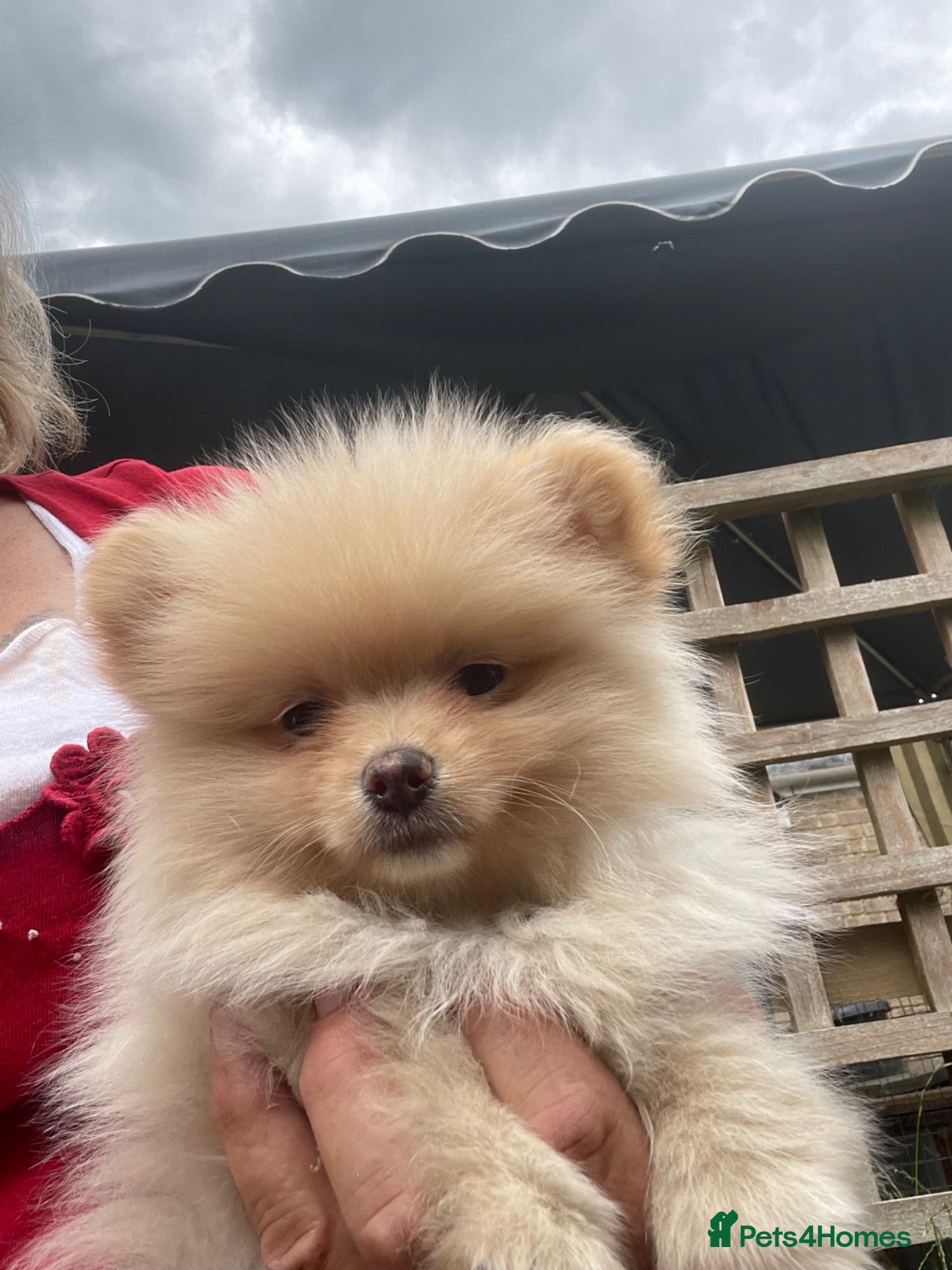 Pomeranian dogs Cream/peach pomeranian puppies - Advert 1