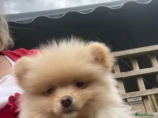 Pomeranian dogs Cream/peach pomeranian puppies - Advert 3
