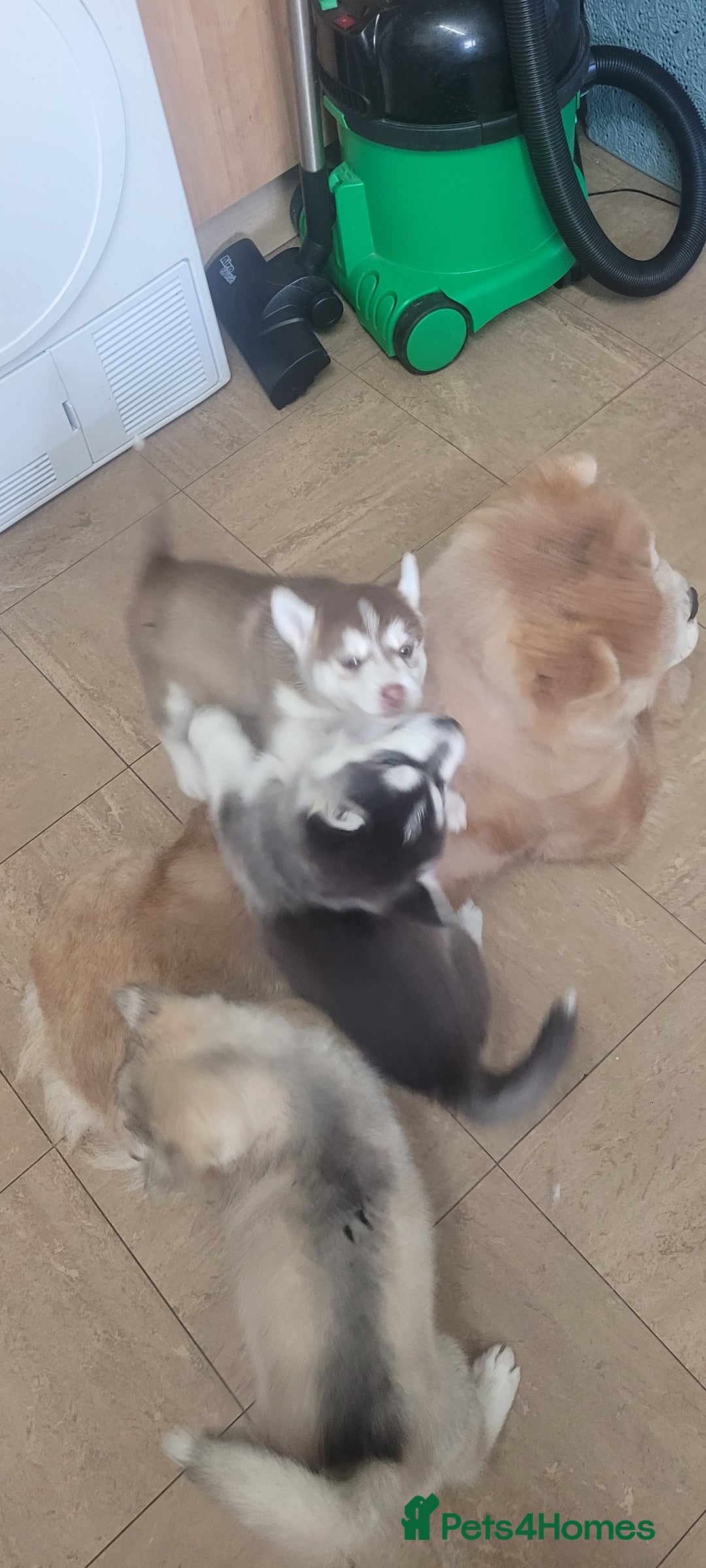 Siberian Husky dogs for sale: Husky puppies for sale 9 weeks old  - Image 5