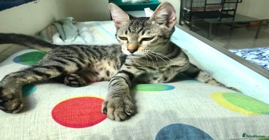 Mixed Breed cats - Advert 2