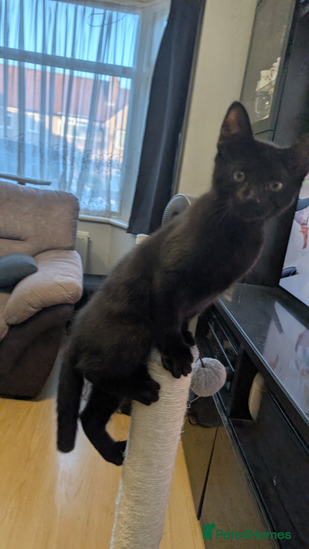 Mixed Breed cats for sale: Black Male Kitten Looking for His Forever Home - Image 2