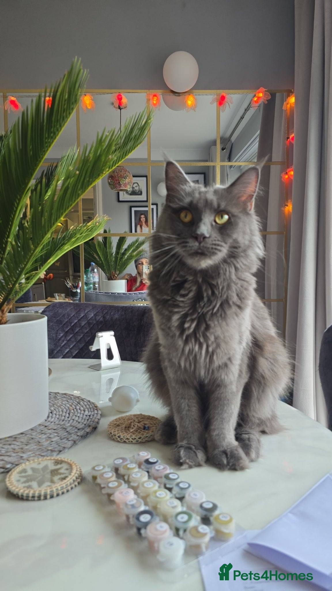 Maine Coon cats for sale: Blue mainecoon adorable kittens  - Advert 1