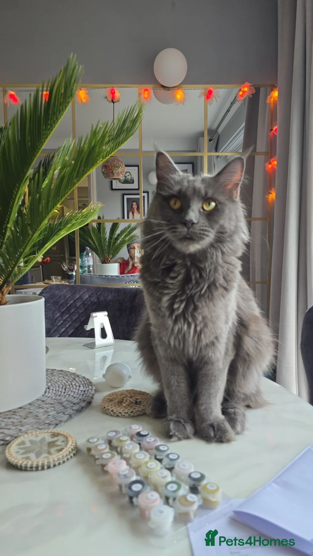 Maine Coon cats for sale: Blue mainecoon adorable kittens  in Dartford - Advert 1