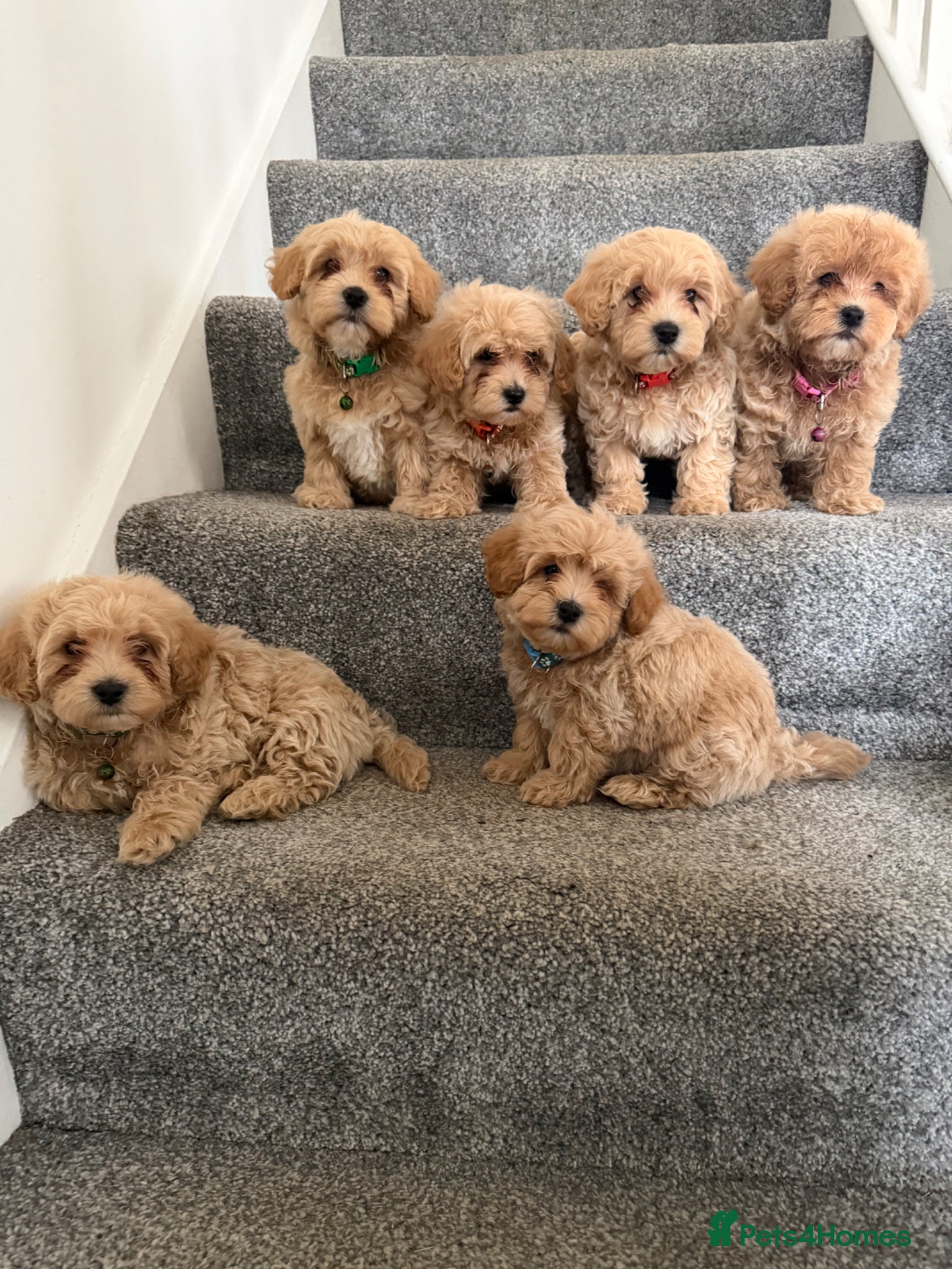 Maltipoo dogs Toy Maltipoo  - Advert 15
