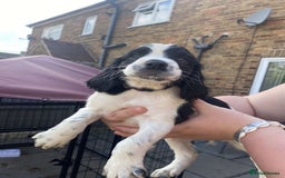 Sprocker dogs for sale: Sprocker pups ready 19th August  - Image 2