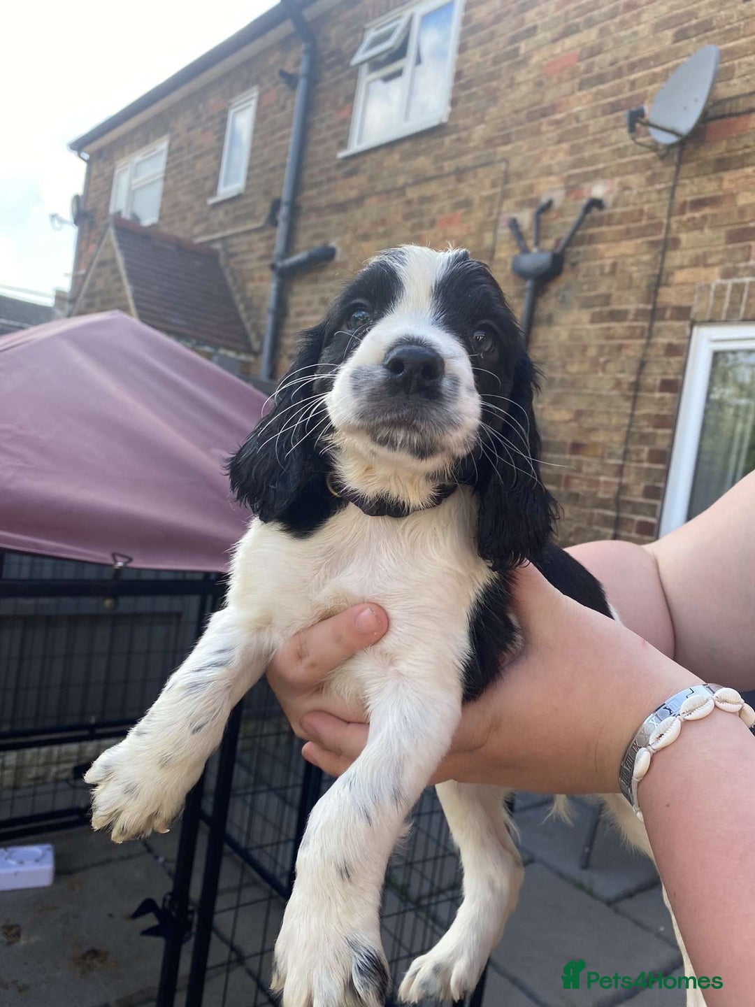 Sprocker dogs for sale: Sprocker pups ready 19th August  - Image 2