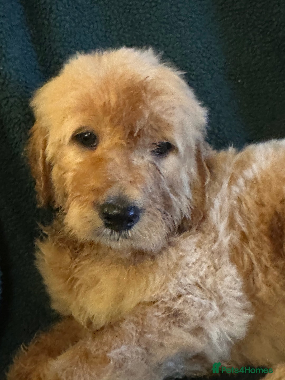 Goldendoodle dogs for sale: Goldendoodle Puppies – Ready Now, Don’t Miss Out! in Llanbrynmair - Image 19