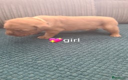 Dogue De Bordeaux dogs for sale: Dogue de bordeaux puppies - Image 19