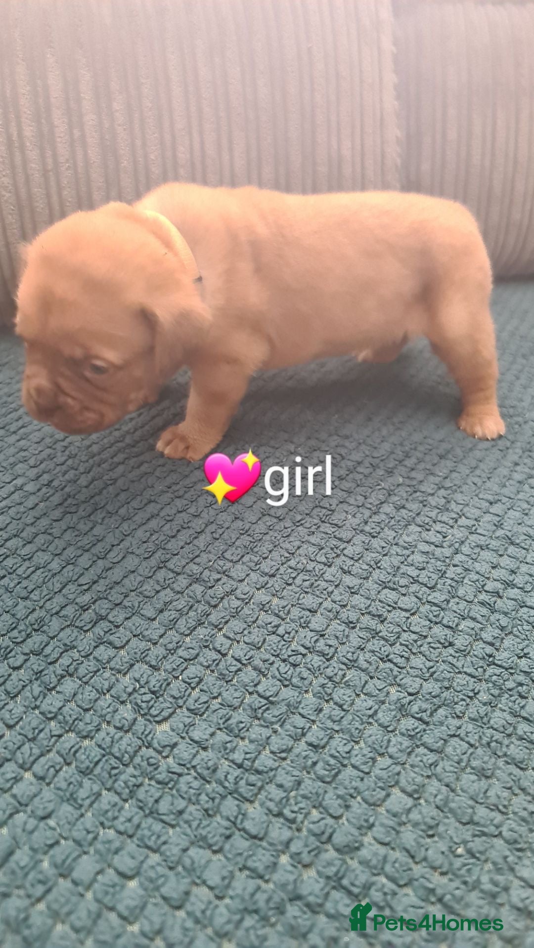 Dogue De Bordeaux dogs for sale: Dogue de bordeaux puppies - Image 19