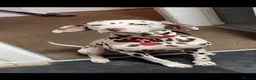 Dalmatian dogs for sale: Oreo  in Glasgow - Advert 5