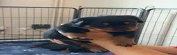 Rottweiler dogs for sale: Pure Breed Rottweiler  - Advert 26